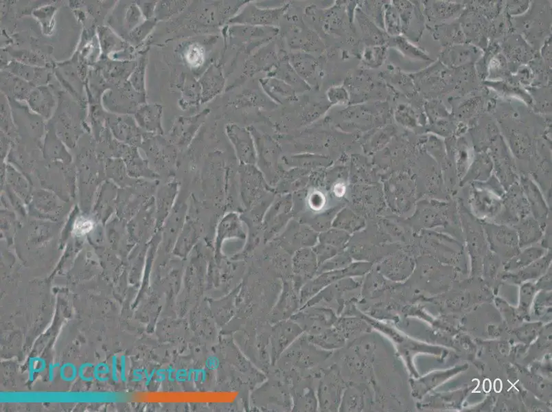 OCUT-2C Cell Complete Medium - 5
