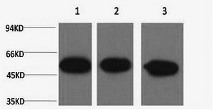 Western Blot analysis of 1) Hela, 2) Mouse brain, 3) Rat brain using beta Tubulin Monoclonal Antibody at dilution of 1:5000.