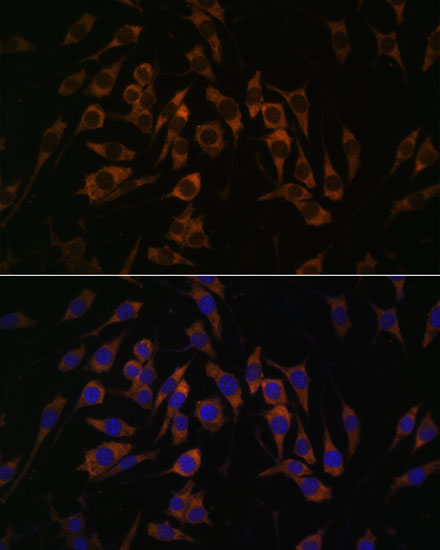 Immunofluorescence analysis of L929 cells using RPS13 Polyclonal Antibody at dilution of  1:100. Blue: DAPI for nuclear staining.