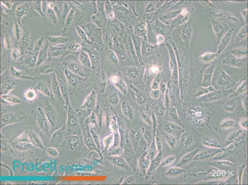 Caki-2 Cell Complete Medium - small - 4