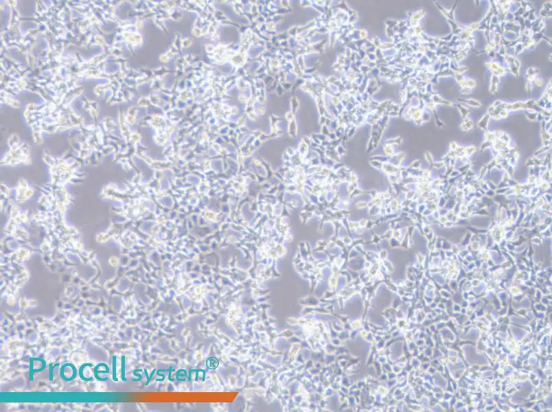 D283 Med Cell Complete Medium - 3