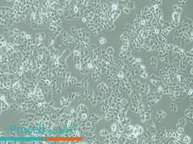 QGP-1 Cell Complete MediumQGP-1 Cell Complete Medium - 2