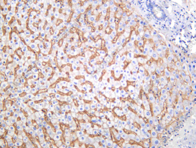 Recombinant ENPP1 Monoclonal Antibody - 1