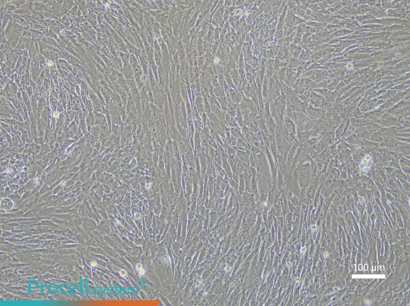 Rabbit Tendon Stem Cell Complete Medium - 2