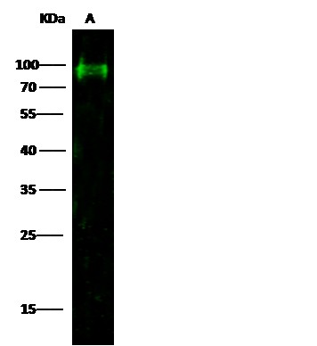 CD44 Monoclonal Antibody - small - 2