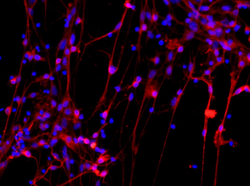 Mouse Cortical Neuron Complete MediumMouse Cortical Neuron Complete Medium - 2