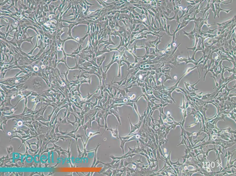 C8-D1A Cell Complete Medium - 3