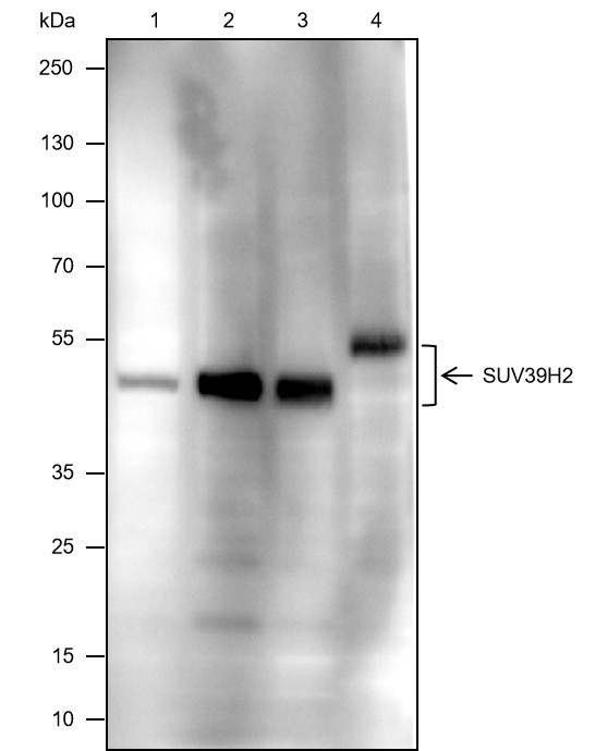 Recombinant SUV39H2 Monoclonal Antibody-searchlist-1
