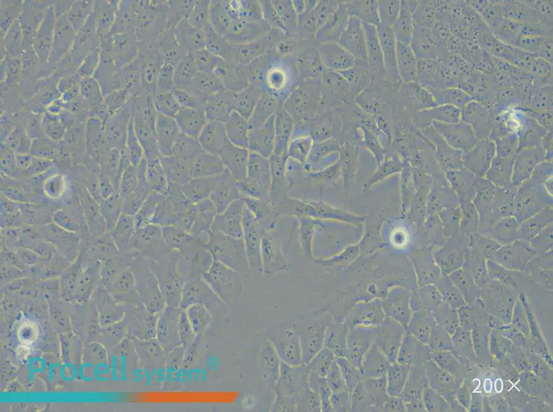 143B Cell Complete Medium - small - 4