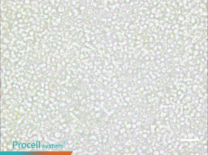 OKT 11 Cell Complete Medium - small - 6