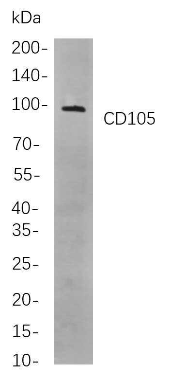 Recombinant CD105 Monoclonal Antibody-searchlist-1