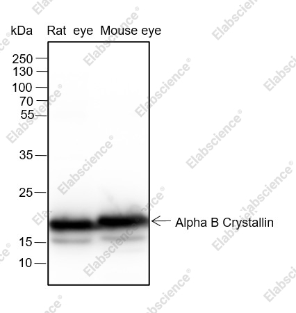 Recombinant Alpha B Crystallin Monoclonal Antibody - 1