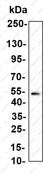 Recombinant LBP Monoclonal Antibody - 1