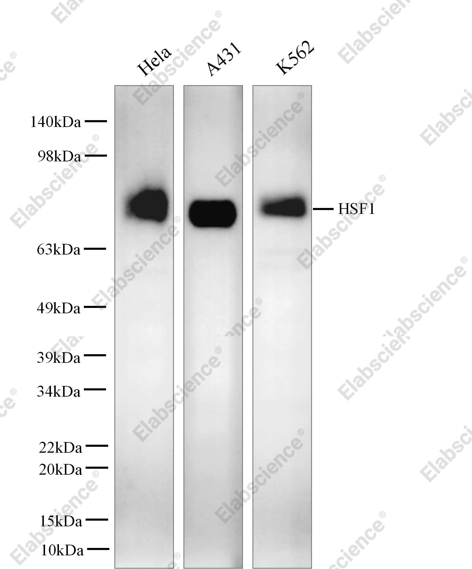 Recombinant HSF1 Monoclonal Antibody - 1