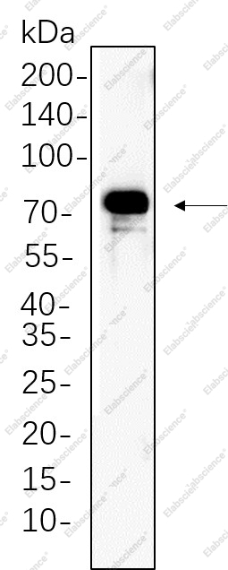 Recombinant p90RSK Monoclonal Antibody - 1