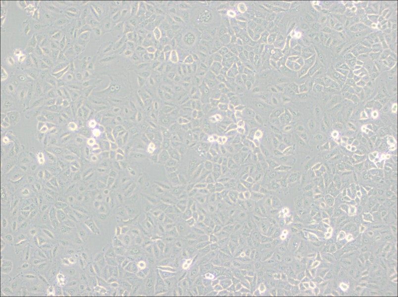 A549 [A-549] Cell Complete Medium-searchlist-1