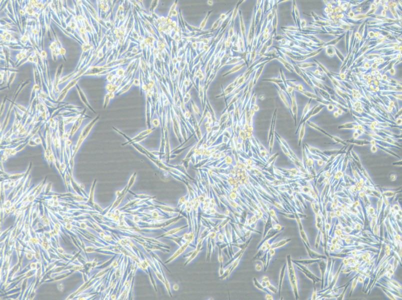 MP38 Cell Complete MediumMP38 Cell Complete Medium - 2