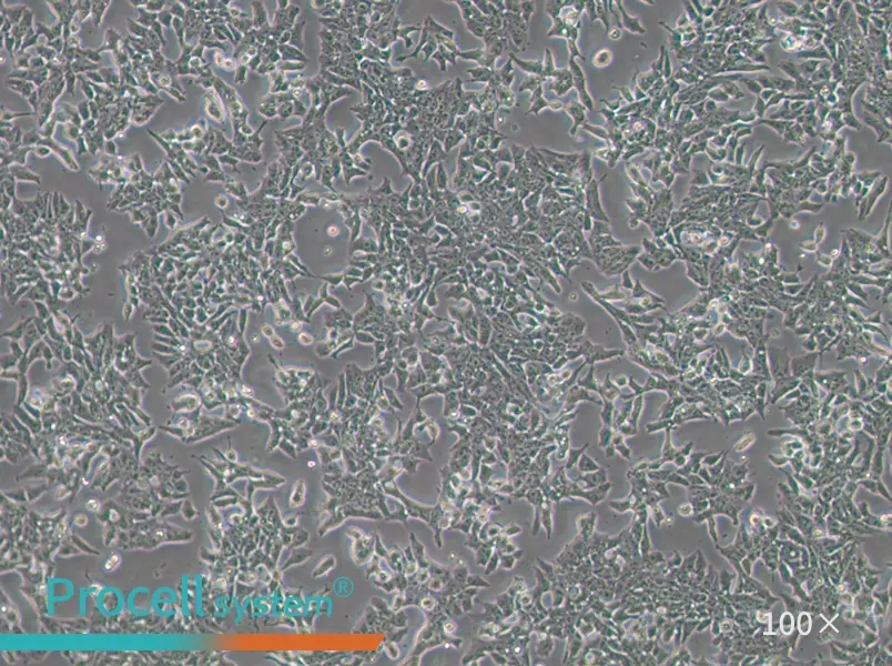 P19 Cell Complete Medium - 2