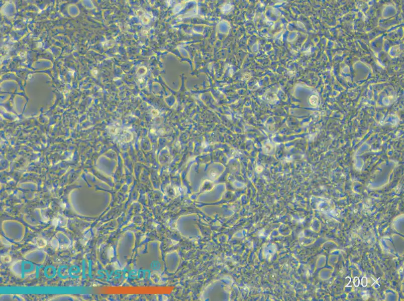 AAV-293 Cell Complete Medium - 4