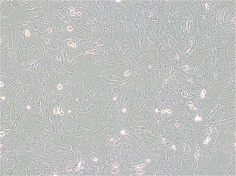 SJSA-1 Cell Complete Medium-searchlist-1