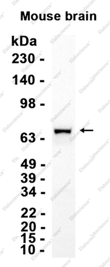 Recombinant Hsc70 Monoclonal Antibody - 1