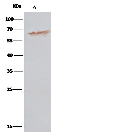 Recombinant P4HB/ERBA2L Monoclonal Antibody - small - 2