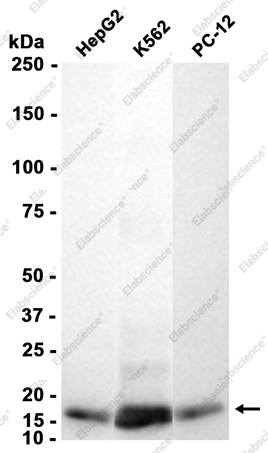 Recombinant Ubiquitin Conjugating Enzyme E2 L3 Monoclonal Antibody - 3