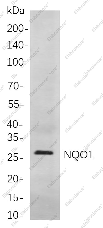 Recombinant NQO1 Monoclonal Antibody - 1