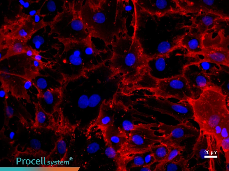 Rat Bone Marrow Mesenchymal Stem Cell Complete Medium - 2
