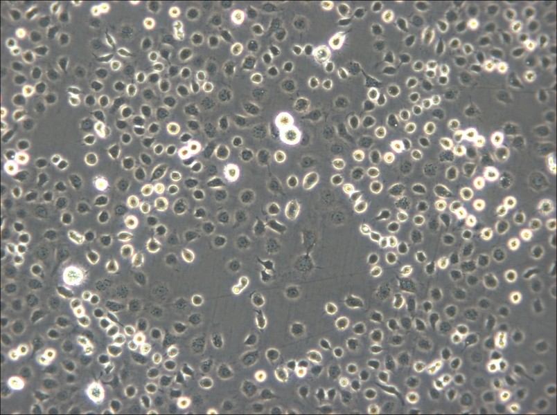 C6/36 [Clone C6/36] Cell Complete Medium - small - 4