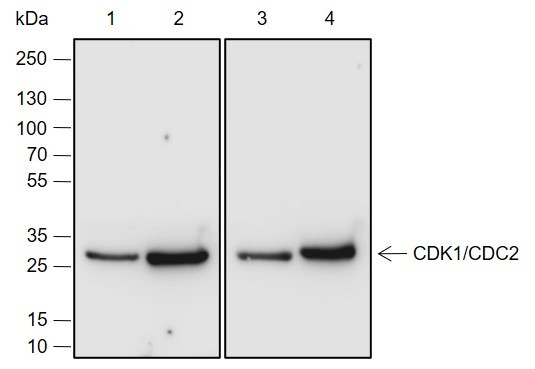 Recombinant CDK1/Cdc2 Monoclonal Antibody-searchlist-1