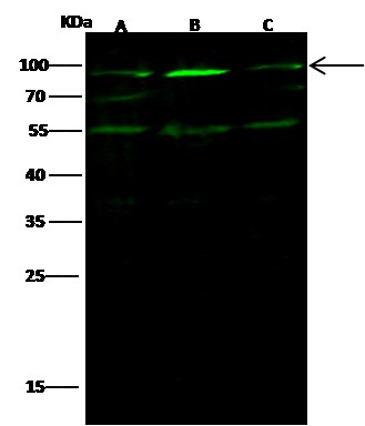 Ezrin/villin 2/EZR Monoclonal Antibody-searchlist-1