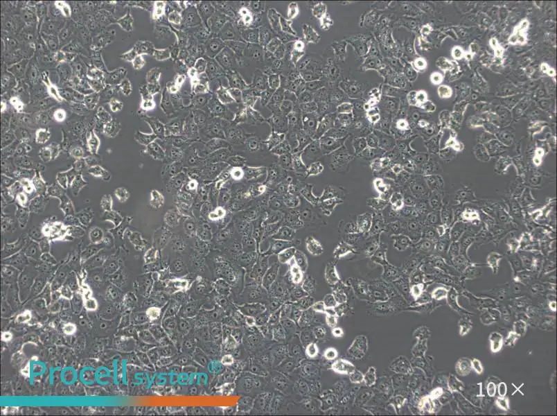 NCI-H1299 Cell Complete Medium - 2