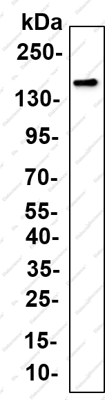 Recombinant Raptor (Phospho Ser792) Monoclonal Antibody - 1