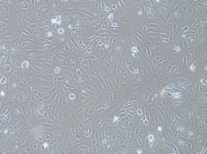 LX-2 Cell Complete MediumLX-2 Cell Complete Medium - 3