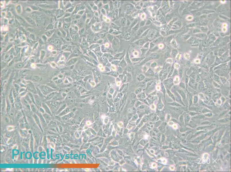 SV40 MES 13 Cell Complete Medium - 5