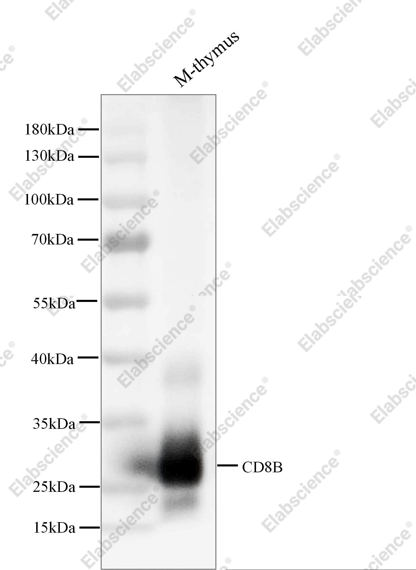 Recombinant CD8B/P37/LEU2 Monoclonal Antibody - 2