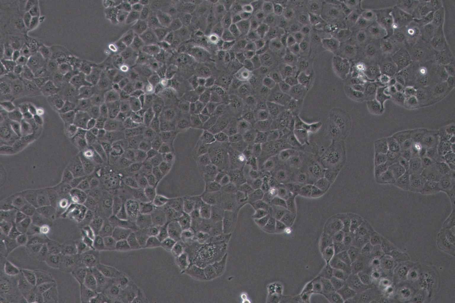 SF763 Cell Complete MediumSF763 Cell Complete Medium - 3