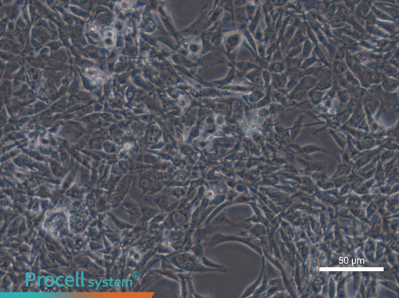 STO Cell Complete Medium - small - 4