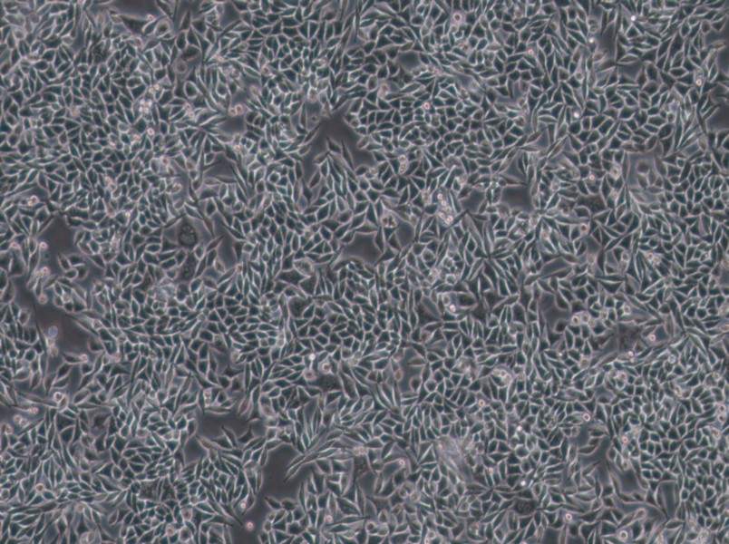 L-WRN Cell Complete Medium-searchlist-1