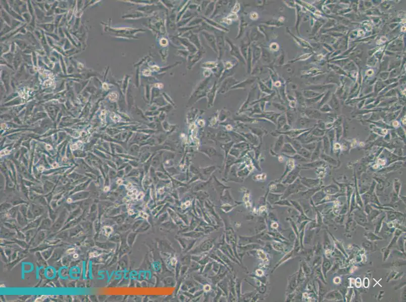 SW1573 (L15) Cell Complete MediumSW1573 (L15) Cell Complete Medium - 3