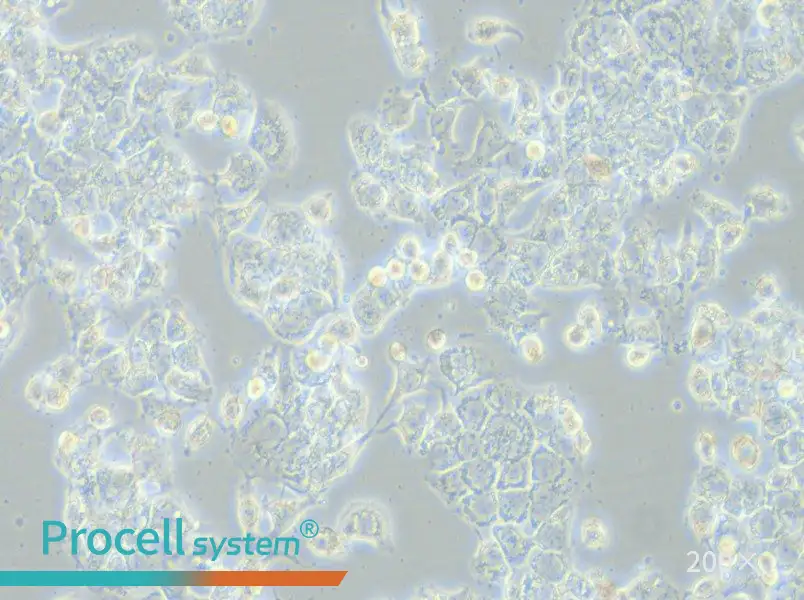 HCC1569 Cell Complete Medium - small - 5