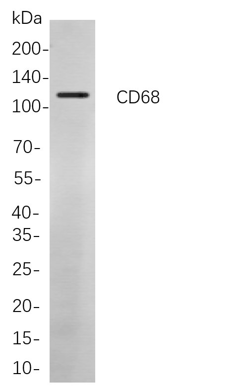 Recombinant CD68 Monoclonal Antibody-searchlist-1