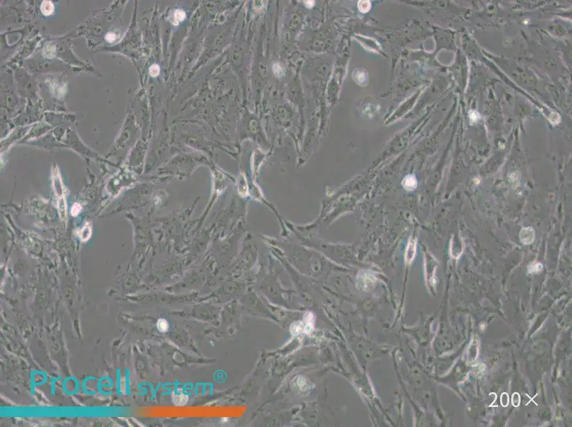 IBRS-2 [IB-RS-2] Cell Complete Medium - small - 4