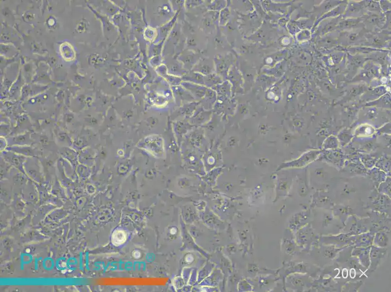 KNS-62 Cell Complete Medium - 5