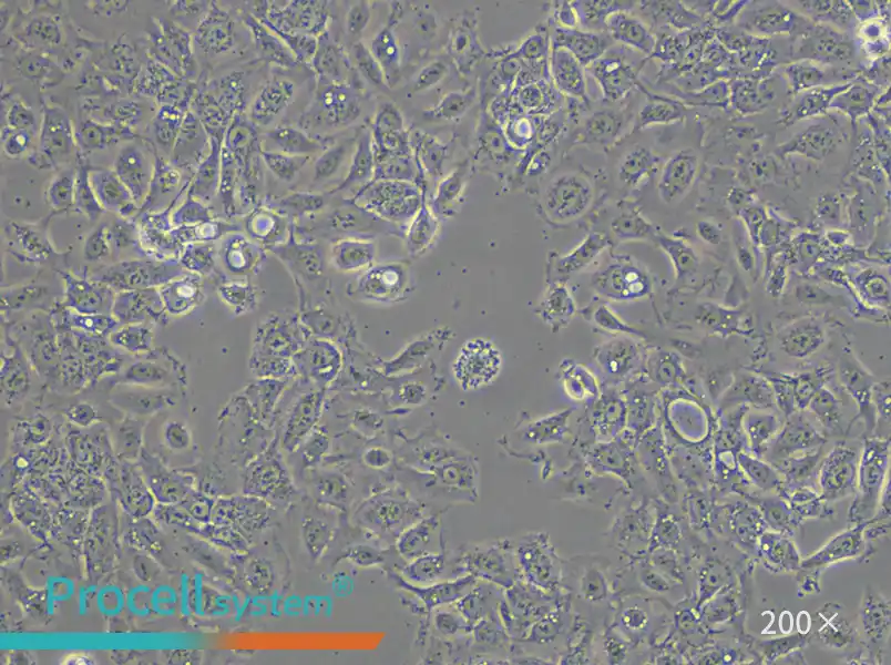 NCI-H292 Cell Complete Medium - small - 6