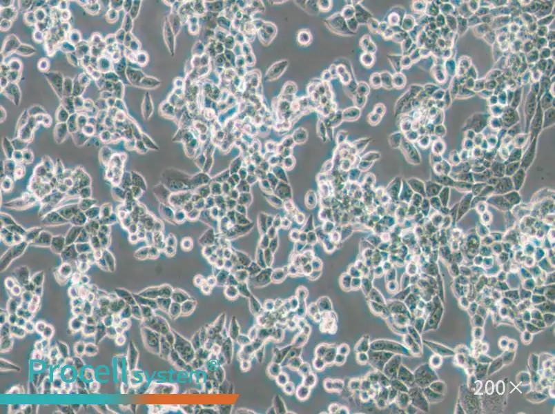 LLC [LL/2; LLC1] Cell Complete Medium - small - 5