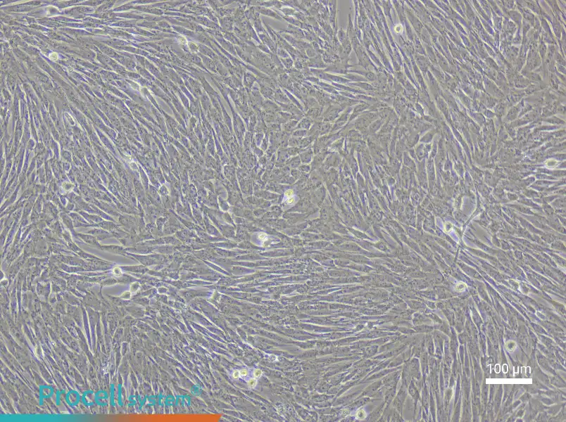 Porcine Adipose-Derived Mesenchymal Stem Cell Complete Medium - 1