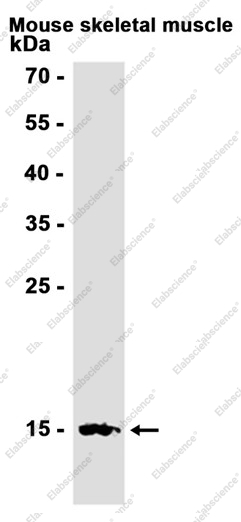 Recombinant NDUFB4 Monoclonal Antibody - 2