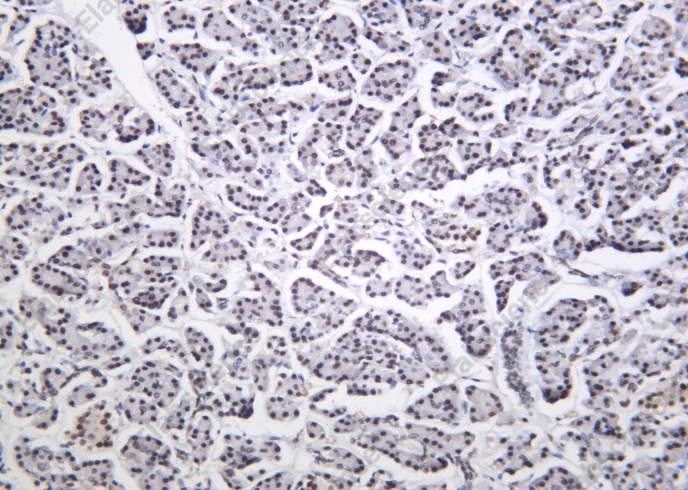 Recombinant Cdk9 Monoclonal Antibody - 1